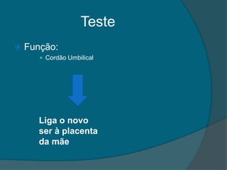 Teste
   Função:
        Cordão Umbilical




       Liga o novo
       ser à placenta
       da mãe
 