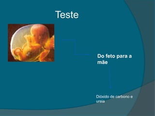 Teste



        Do feto para a
        mãe




        Dióxido de carbono e
        ureia
 