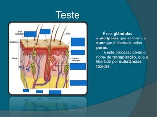 Teste
            É nas glândulas
        sudoríparas que se forma o
        suor que é libertado pelos
        poros.
             A este processo dá-se o
        nome de transpiração, que é
        libertado por substâncias
        tóxicas.
 
