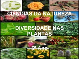 CIÊNCIAS DA NATUREZA DIVERSIDADE NAS PLANTAS 5º Ano 
