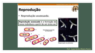 Prof. Ayana Karine Oliveira Pereira
 