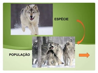 ESPÉCIE




POPULAÇÃO
 