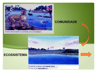 COMUNIDADE




ECOSSISTEMA
 