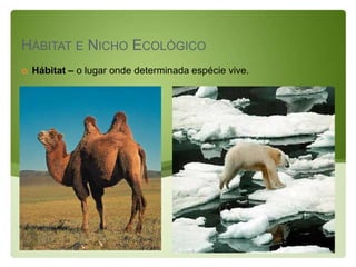 HÁBITAT E NICHO ECOLÓGICO
   Hábitat – o lugar onde determinada espécie vive.
 