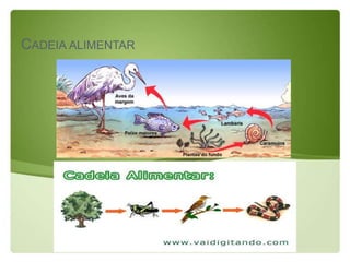 CADEIA ALIMENTAR
 