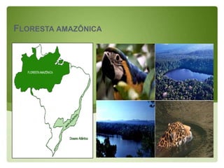 FLORESTA AMAZÔNICA
 