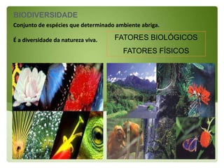 BIODIVERSIDADE
Conjunto de espécies que determinado ambiente abriga.

É a diversidade da natureza viva.   FATORES BIOLÓGICOS
                                       FATORES FÍSICOS
 