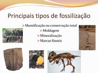 Existência de partes duras e de partes moles e estas são rapidamente decompostas.