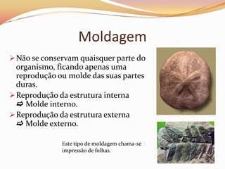 Habitat preferencialmente no meio aquático porque os seres ficam mais isolados dos agentes erosivos. Principais tipos de fossilizaçãoMumificação ou conservação total