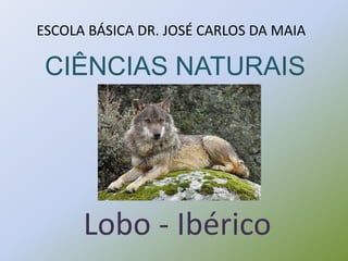 CIÊNCIAS NATURAIS
Lobo - Ibérico
ESCOLA BÁSICA DR. JOSÉ CARLOS DA MAIA
 