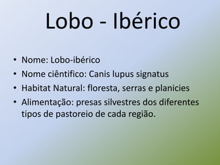Lobo - Ibérico
• Nome: Lobo-ibérico
• Nome ciêntifico: Canis lupus signatus
• Habitat Natural: floresta, serras e planicies
• Alimentação: presas silvestres dos diferentes
tipos de pastoreio de cada região.
 