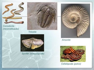 Conodonte
(reconstituição)
                         Trilobite


                                            Amonite




                   Spirifer (braquiópode)



                                            Cefalópode (polvo)
 