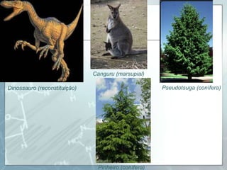 Canguru (marsupial)

Dinossauro (reconstituição)                          Pseudotsuga (conífera)




                               Pinheiro (conífera)
 