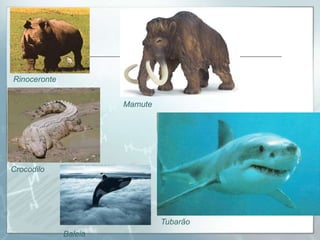 Rinoceronte


                       Mamute




Crocodilo




                                Tubarão
              Baleia
 