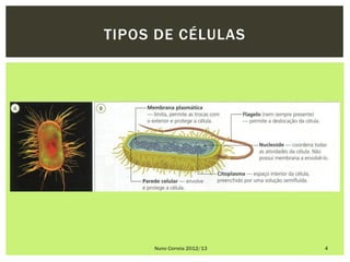 TIPOS DE CÉLULAS




     Nuno Correia 2012/13   4
 