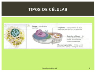 TIPOS DE CÉLULAS




     Nuno Correia 2012/13   5
 