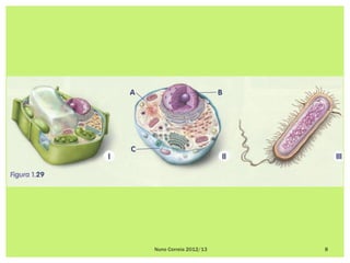 Nuno Correia 2012/13   8
 