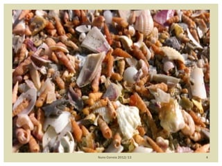 Nuno Correia 2012/13 4
 