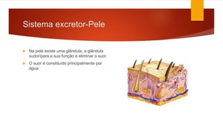 Sistema excretor-Pele
 Na pele existe uma glândula, a glândula
sudorípara a sua função é eliminar o suor.
 O suor é constituído principalmente por
água.
 