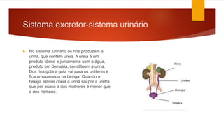 Sistema excretor-sistema urinário
 No sistema urinário os rins produzem a
urina, que contem ureia. A ureia é um
produto tóxico e juntamente com a água,
produto em demasia, constituem a urina.
Dos rins gota a gota vai para os uréteres e
fica armazenada na bexiga. Quando a
bexiga estiver cheia a urina sai por a uretra
que por acaso a das mulheres é menor que
a dos homens.
 