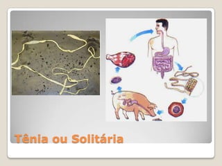 Tênia ou Solitária
 