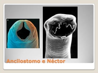 Ancilostomo e Néctor
 