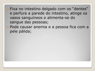  Fixa no intestino delgado com os “dentes”
  e perfura a parede do intestino, atinge os
  vasos sanguíneos e alimenta-se do
  sangue das pessoas;
 Pode causar anemia e a pessoa fica com a
  pele pálida;
 