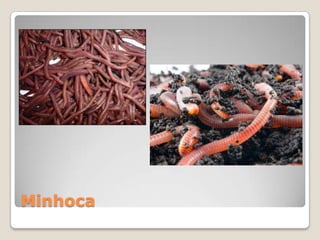 Minhoca
 