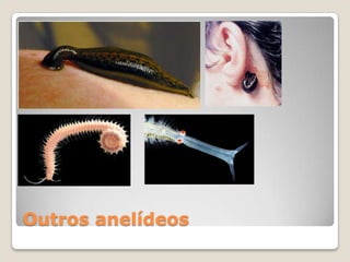 Outros anelídeos
 