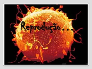 Reprodução…12IL 2009