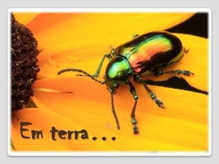 Em terra…16IL 2009