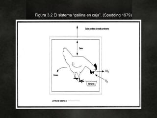 Figura 3.2 El sistema “gallina en caja”. (Spedding 1979)
 