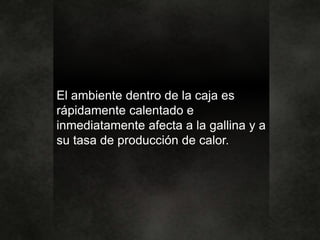 El ambiente dentro de la caja es
rápidamente calentado e
inmediatamente afecta a la gallina y a
su tasa de producción de calor.
 