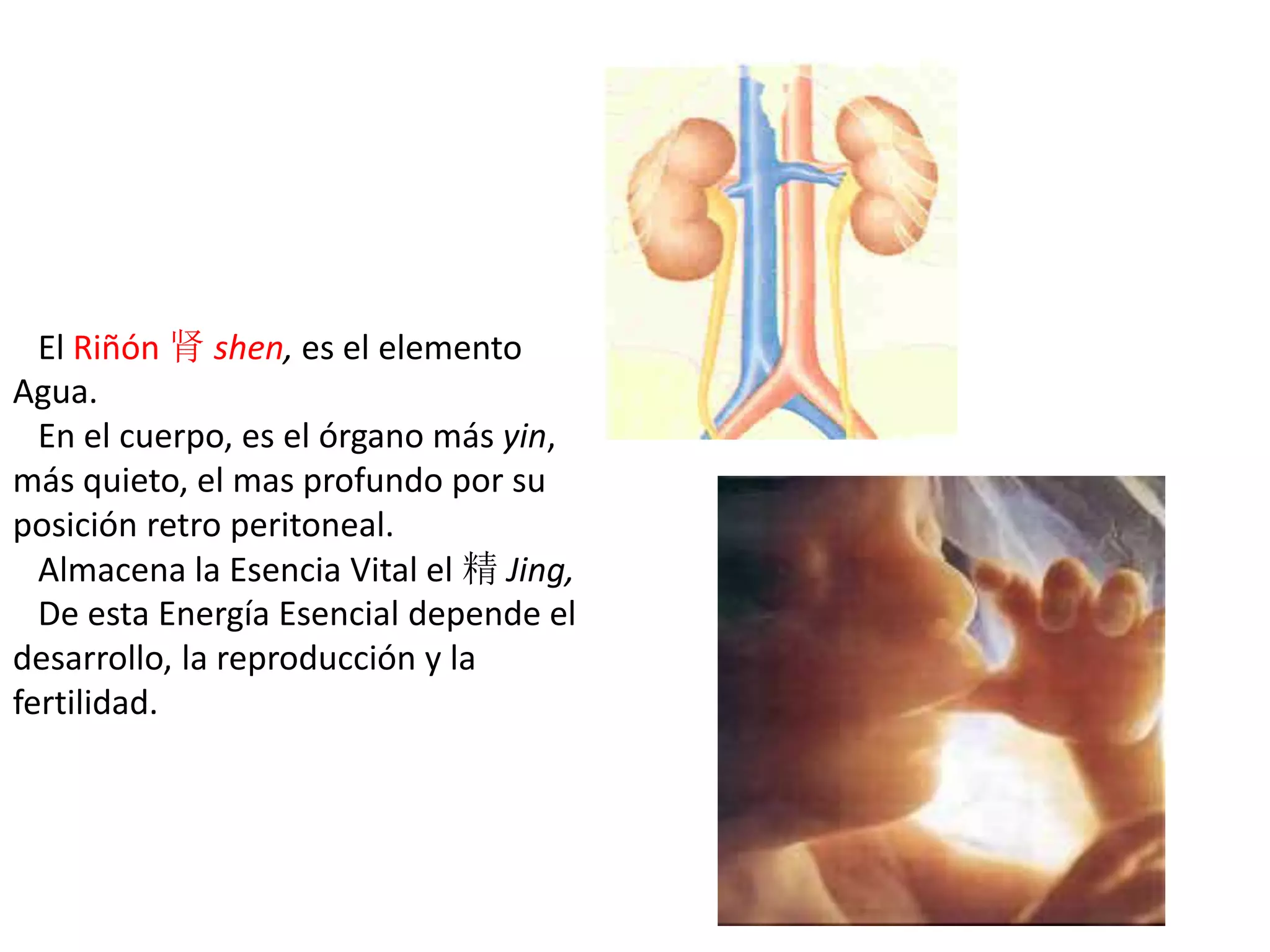 El Riñón 肾 shen, es el elemento
Agua.
En el cuerpo, es el órgano más yin,
más quieto, el mas profundo por su
posición retro peritoneal.
Almacena la Esencia Vital el 精 Jing,
De esta Energía Esencial depende el
desarrollo, la reproducción y la
fertilidad.
 