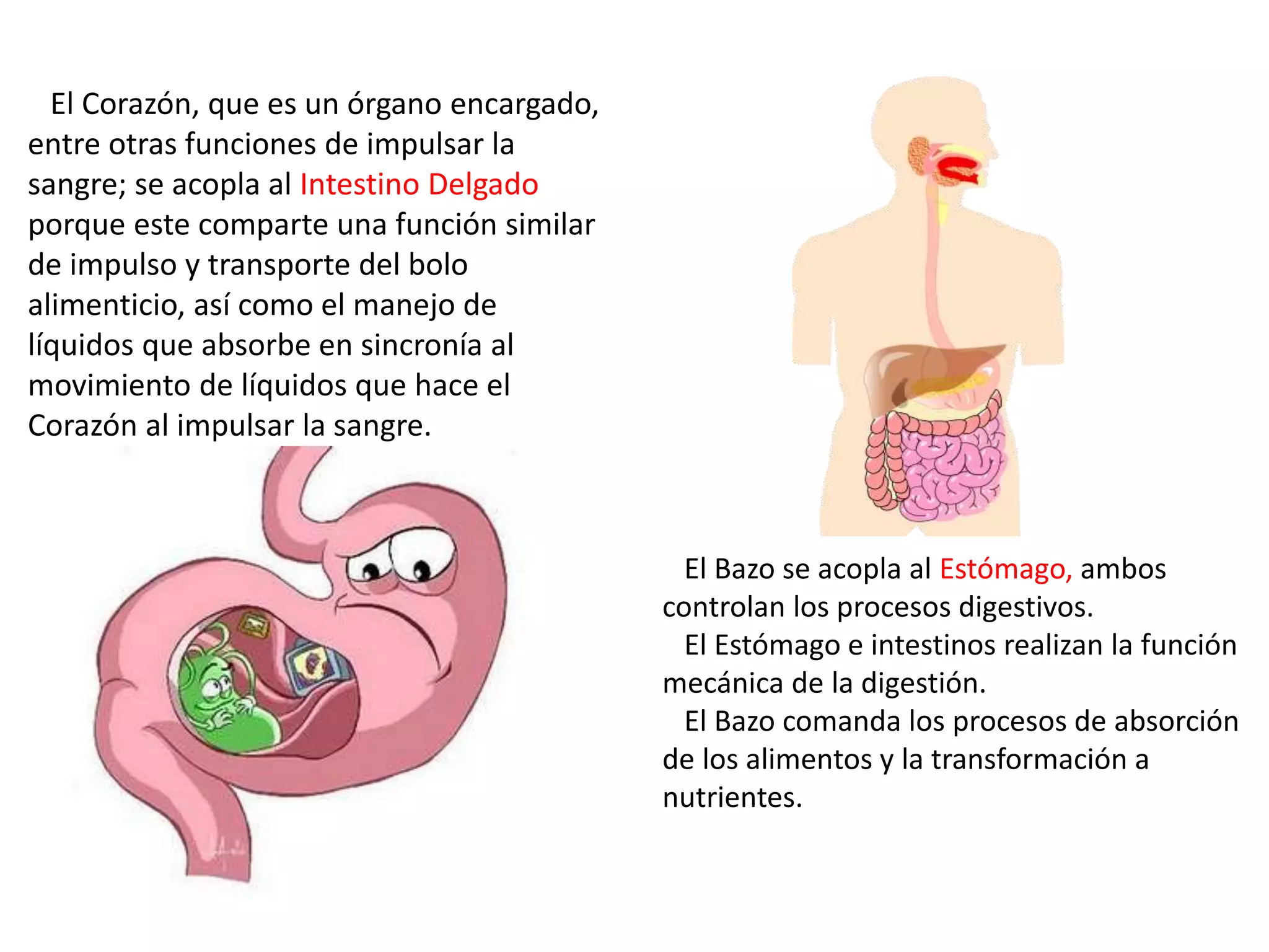 El Corazón, que es un órgano encargado,
entre otras funciones de impulsar la
sangre; se acopla al Intestino Delgado
porque este comparte una función similar
de impulso y transporte del bolo
alimenticio, así como el manejo de
líquidos que absorbe en sincronía al
movimiento de líquidos que hace el
Corazón al impulsar la sangre.
El Bazo se acopla al Estómago, ambos
controlan los procesos digestivos.
El Estómago e intestinos realizan la función
mecánica de la digestión.
El Bazo comanda los procesos de absorción
de los alimentos y la transformación a
nutrientes.
 