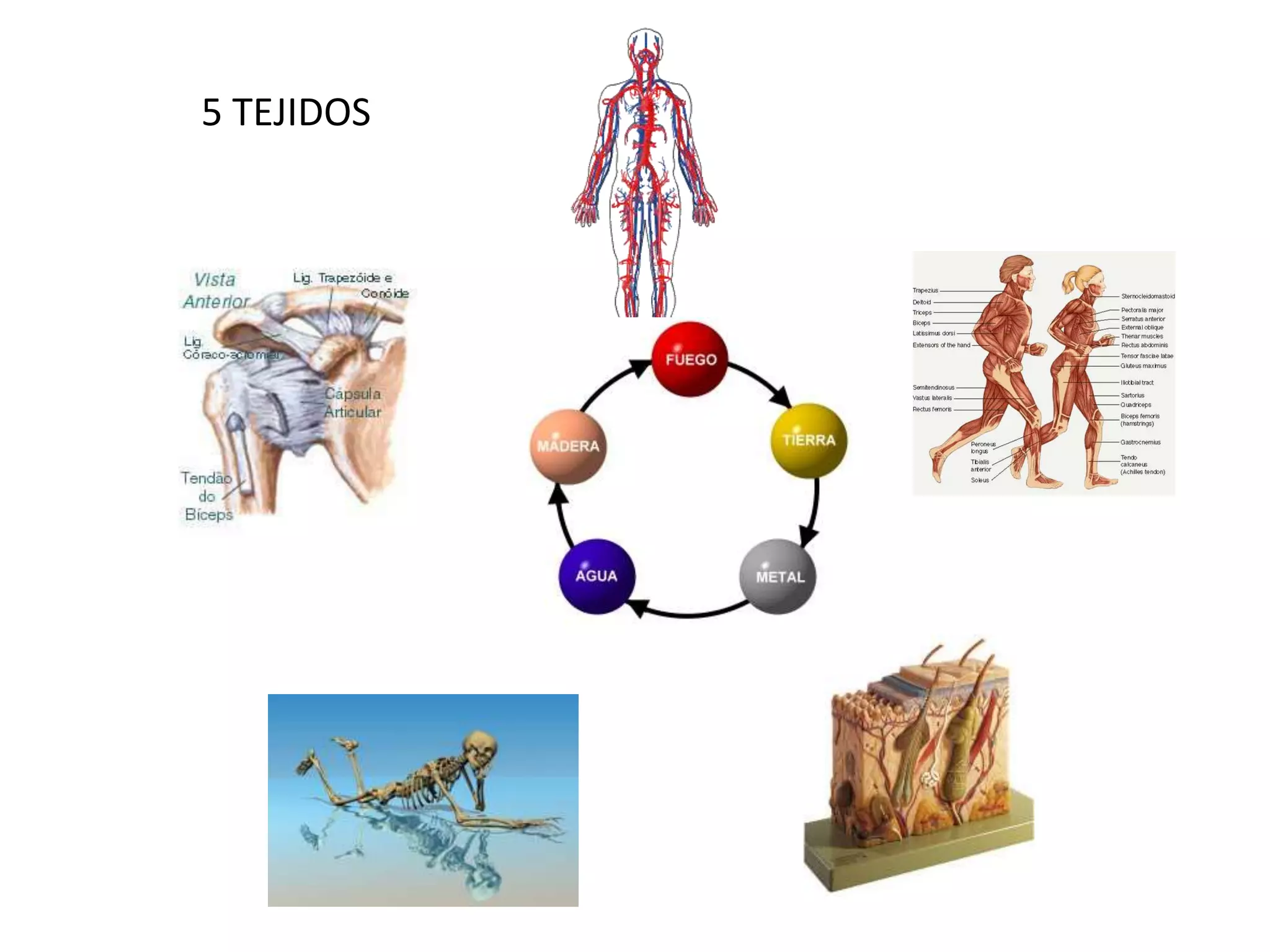 5 TEJIDOS
 