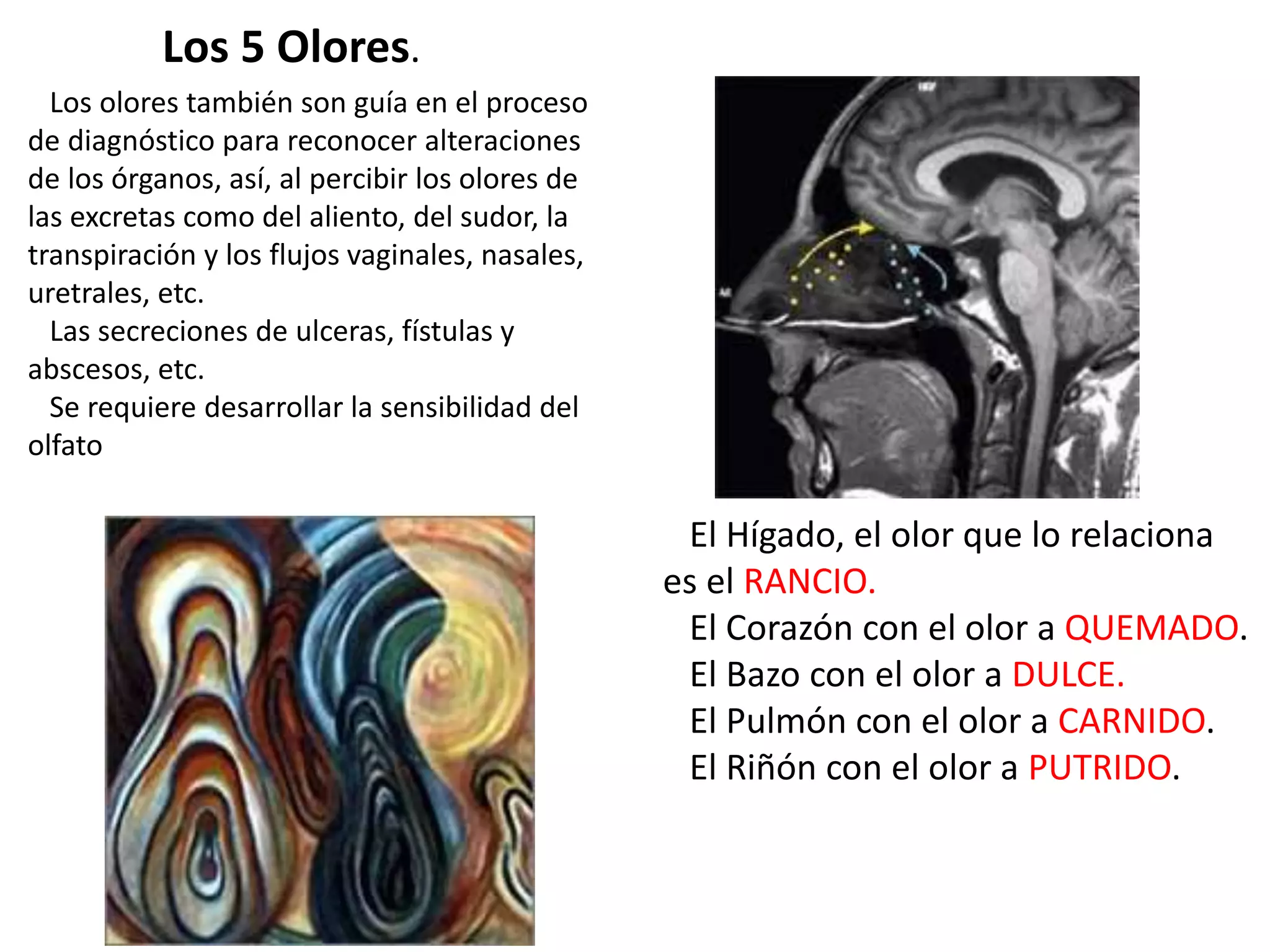 Los olores también son guía en el proceso
de diagnóstico para reconocer alteraciones
de los órganos, así, al percibir los olores de
las excretas como del aliento, del sudor, la
transpiración y los flujos vaginales, nasales,
uretrales, etc.
Las secreciones de ulceras, fístulas y
abscesos, etc.
Se requiere desarrollar la sensibilidad del
olfato
El Hígado, el olor que lo relaciona
es el RANCIO.
El Corazón con el olor a QUEMADO.
El Bazo con el olor a DULCE.
El Pulmón con el olor a CARNIDO.
El Riñón con el olor a PUTRIDO.
Los 5 Olores.
 