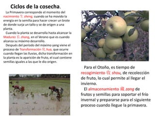 La Primavera corresponde el momento del
nacimiento 生 sheng, cuando se ha movido la
energía en la semilla para hacer crecer un brote
de donde surja un tallo y se de origen a una
planta.
Cuando la planta se desarrolla hasta alcanzar la
Madurez 长 zhang, en el Verano que es cuando
alcanza su máximo desarrollo.
Después del período del máximo yang viene el
proceso de Transformación 化 hua, que ocurre
cuando llegan las lluvias, dicha transformación en
la planta es la aparición de fruto, el cual contiene
semillas iguales a las que le dio origen.
Para el Otoño, es tiempo de
recogimiento 收 shou, de recolección
de fruto, lo cual permite al llegar el
invierno.
El almacenamiento 藏 zang de
frutos y semillas para soportar el frío
invernal y prepararse para el siguiente
proceso cuando llegue la primavera.
Ciclos de la cosecha.
 
