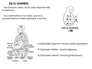 Tres funciones vitales de las cuales depende todo
el organismo
Los 3 calentadores o los 3 Jiaos, que en su
conjunto forman el Triple Calentador o San Jiao.
El Calentador Superior: Función cardio-respiratoria.
El Calentador Medio : Función digestiva.
El Calentador Inferior: Función genitourinaria
EN EL HOMBRE.
 