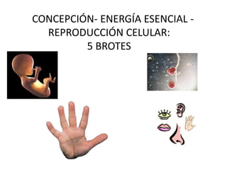 CONCEPCIÓN- ENERGÍA ESENCIAL -
REPRODUCCIÓN CELULAR:
5 BROTES
 