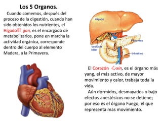 Cuando comemos, después del
proceso de la digestión, cuando han
sido obtenidos los nutrientes, el
Hígado肝 gan, es el encargado de
metabolizarlos, pone en marcha la
actividad orgánica, corresponde
dentro del cuerpo al elemento
Madera, a la Primavera.
El Corazón 心xin, es el órgano más
yang, el más activo, de mayor
movimiento y calor, trabaja toda la
vida.
Aún dormidos, desmayados o bajo
efectos anestésicos no se detiene;
por eso es el órgano Fuego, el que
representa mas movimiento.
Los 5 Organos.
 