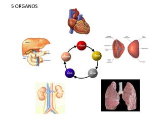 5 ORGANOS
 