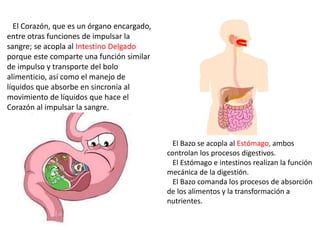 El Corazón, que es un órgano encargado,
entre otras funciones de impulsar la
sangre; se acopla al Intestino Delgado
porque este comparte una función similar
de impulso y transporte del bolo
alimenticio, así como el manejo de
líquidos que absorbe en sincronía al
movimiento de líquidos que hace el
Corazón al impulsar la sangre.
El Bazo se acopla al Estómago, ambos
controlan los procesos digestivos.
El Estómago e intestinos realizan la función
mecánica de la digestión.
El Bazo comanda los procesos de absorción
de los alimentos y la transformación a
nutrientes.
 