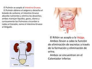 El Pulmón se acopla al Intestino Grueso.
El Pulmón obtiene el oxígeno y desecha el
bióxido de carbono; el Intestino Grueso
absorbe nutrientes y elimina los desechos;
ambos manejan líquidos, gases, olores y
curiosamente los Pulmones circundan o
rodea al Corazón, como el Intestino Grueso
al Delgado.
El Riñón se acopla a la Vejiga.
Ambos llevan a cabo la función
de eliminación de excretas a través
de la formación y eliminación de
orina.
Ambos se encuentran en el
Calentador inferior.
 