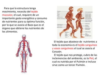 Para que la estructura tenga
movimiento, necesita del tejido
muscular, el cual, requiere de un
importante gasto energético y consumo
de nutrientes para su óptima función,
por lo que se asocia al Bazo que es el
órgano que obtiene los nutrientes de
los alimentos.
El tejido que abastece de nutrientes a
toda la economía es el tejido sanguíneo
y vasos sanguíneos el cual se asocia al
Corazón.
El tejido que nos protege, cubre de las
inclemencias del ambiente, es la Piel, el
cual es nutrida por el Pulmón e incluso
sirve como un tercer Pulmón.
 