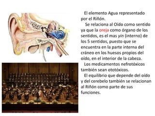 El elemento Agua representado
por el Riñón.
Se relaciona al Oído como sentido
ya que la oreja como órgano de los
sentidos, es el mas yin (interno) de
los 5 sentidos, puesto que se
encuentra en la parte interna del
cráneo en los huesos propios del
oído, en el interior de la cabeza.
Los medicamentos nefrotóxicos
también sean ototóxicos.
El equilibrio que depende del oído
y del cerebelo también se relacionan
al Riñón como parte de sus
funciones.
 