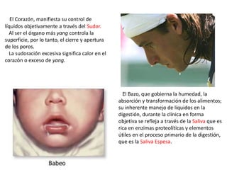 El Corazón, manifiesta su control de
líquidos objetivamente a través del Sudor.
Al ser el órgano más yang controla la
superficie, por lo tanto, el cierre y apertura
de los poros.
La sudoración excesiva significa calor en el
corazón o exceso de yang.
El Bazo, que gobierna la humedad, la
absorción y transformación de los alimentos;
su inherente manejo de líquidos en la
digestión, durante la clínica en forma
objetiva se refleja a través de la Saliva que es
rica en enzimas proteolíticas y elementos
útiles en el proceso primario de la digestión,
que es la Saliva Espesa.
 