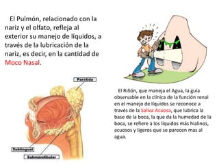 El Pulmón, relacionado con la
nariz y el olfato, refleja al
exterior su manejo de líquidos, a
través de la lubricación de la
nariz, es decir, en la cantidad de
Moco Nasal.
El Riñón, que maneja el Agua, la guía
observable en la clínica de la función renal
en el manejo de líquidos se reconoce a
través de la Saliva Acuosa, que lubrica la
base de la boca, la que da la humedad de la
boca, se refiere a los líquidos más hialinos,
acuosos y ligeros que se parecen mas al
agua.
 