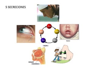 5 SECRECIONES
 