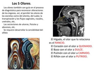 Los olores también son guía en el proceso
de diagnóstico para reconocer alteraciones
de los órganos, así, al percibir los olores de
las excretas como del aliento, del sudor, la
transpiración y los flujos vaginales, nasales,
uretrales, etc.
Las secreciones de ulceras, fístulas y
abscesos, etc.
Se requiere desarrollar la sensibilidad del
olfato
El Hígado, el olor que lo relaciona
es el RANCIO.
El Corazón con el olor a QUEMADO.
El Bazo con el olor a DULCE.
El Pulmón con el olor a CARNIDO.
El Riñón con el olor a PUTRIDO.
Los 5 Olores.
 